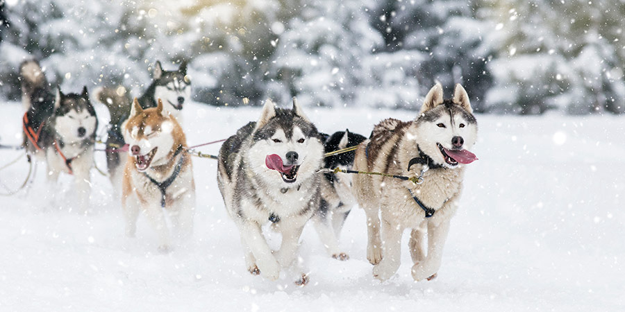 Gliding through the snow on a husky-hauled sled ride