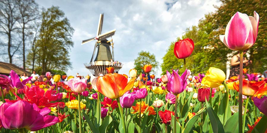Tulips Cruise