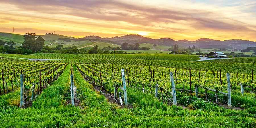 Vineyard at sunset, California